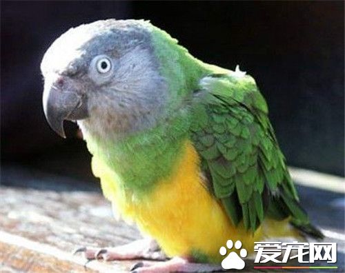 塞內加爾鹦鹉聰明嗎 有模仿及學話的能力
