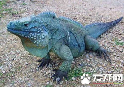 藍巖鬣蜥食物 都是以植物性食料為主