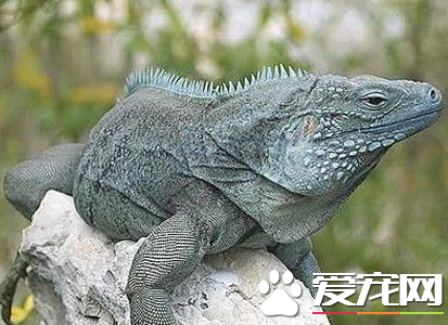 藍巖鬣蜥食物 都是以植物性食料為主