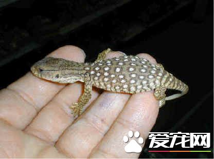 平原巨蜥臭嗎 這還是需要飼主勤勞的打掃