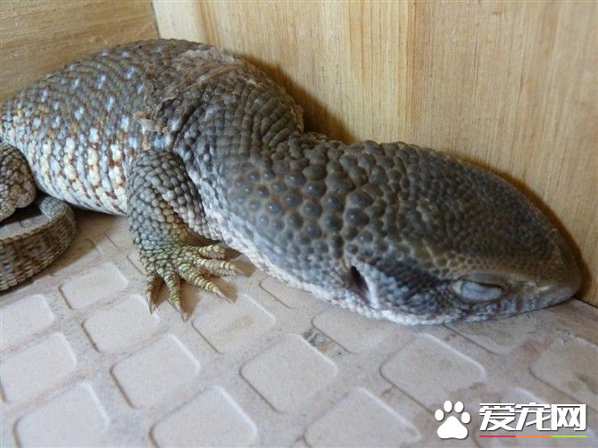 平原巨蜥臭嗎 這還是需要飼主勤勞的打掃