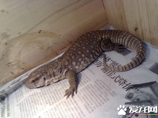 平原巨蜥臭嗎 這還是需要飼主勤勞的打掃