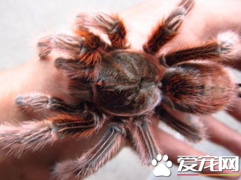 火玫瑰蜘蛛能長多大 成體頭胸部長約7到8厘米