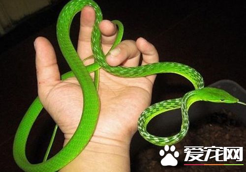 好養的寵物蛇 非常適合家庭飼養的寵物蛇