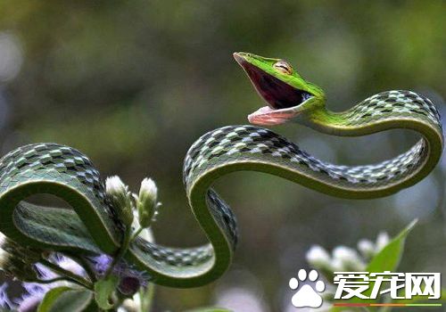 寵物蛇開食 第一次投喂最好選擇晚上九點以後