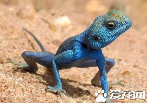 蜥蜴是不是保護動物 屬於國家二級野生保護動物