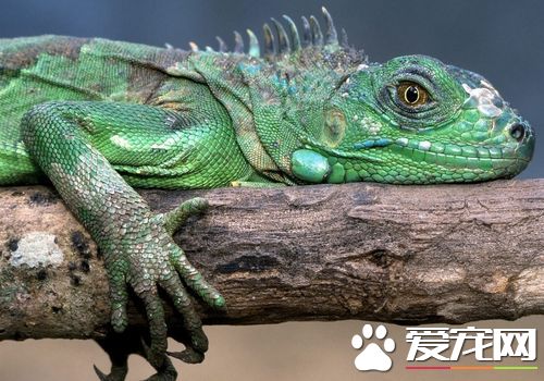 蜥蜴是不是保護動物 屬於國家二級野生保護動物