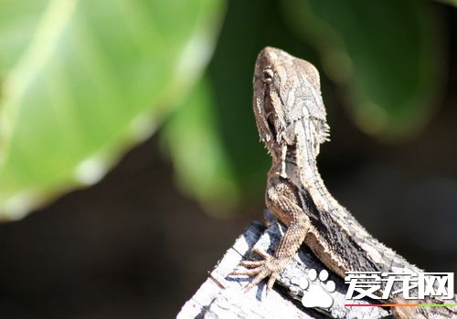 蜥蜴是不是保護動物 屬於國家二級野生保護動物
