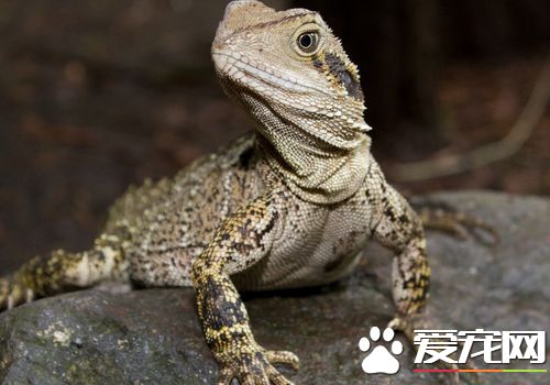 什麼蜥蜴適合家養 鬃獅蜥十分適合家養