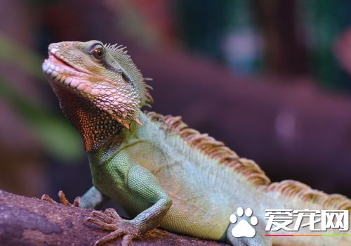 什麼蜥蜴適合家養 鬃獅蜥十分適合家養