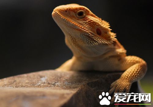 什麼蜥蜴適合家養 鬃獅蜥十分適合家養