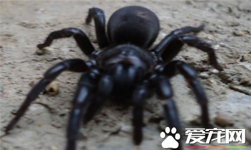 蜘蛛是益蟲還是害蟲 蜘蛛既是益蟲也是害蟲