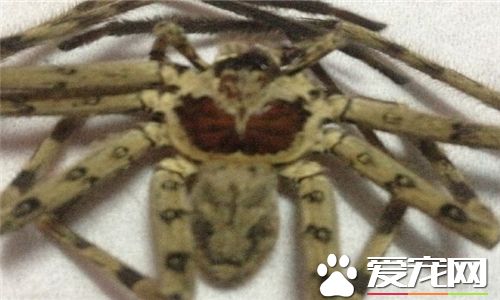 蜘蛛是益蟲還是害蟲 蜘蛛既是益蟲也是害蟲