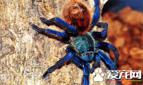 蜘蛛是什麼動物 蜘蛛有爪子屬於節肢型動物