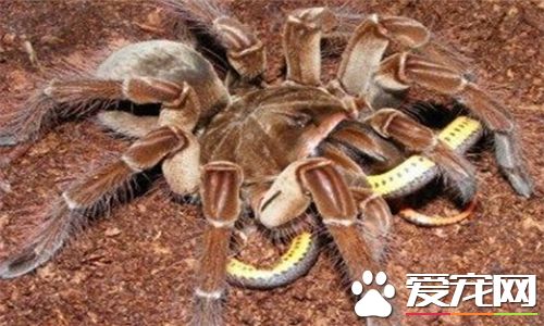 蜘蛛是什麼動物 蜘蛛有爪子屬於節肢型動物