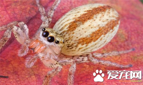 蜘蛛是害蟲嗎 蜘蛛不完完全全是害蟲