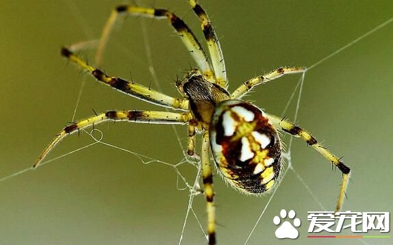 蜘蛛是胎生還是卵生 蜘蛛都是卵生動物