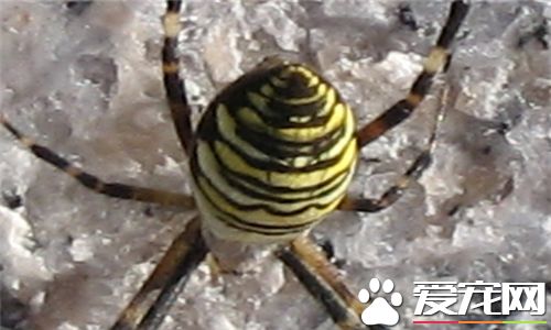 蜘蛛的壽命有多長 一般為八個月到兩年