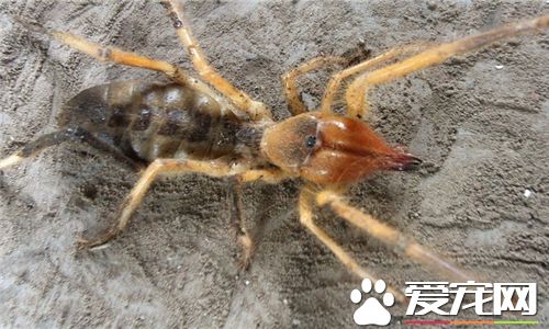 蜘蛛是動物嗎 蜘蛛是昆蟲類的節肢型動物
