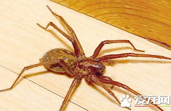 蜘蛛怎麼織網 從裡向外用乾絲拉臨時的螺旋絲