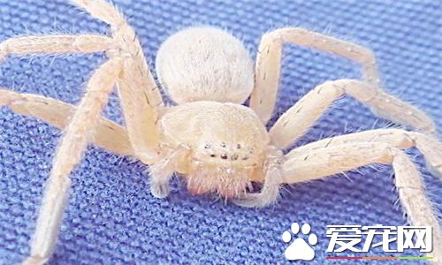 怎麼養蜘蛛 飼養寵物蜘蛛最好單獨飼養