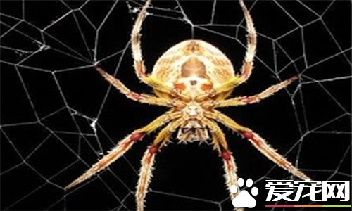 怎麼養蜘蛛 飼養寵物蜘蛛最好單獨飼養