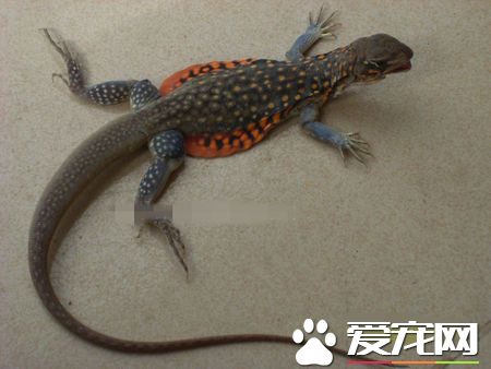 蜥蜴有什麼用處 蜥蜴的尾部有什麼樣的功效