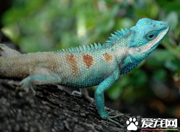 蜥蜴怎麼養 箱子尺寸適合蜥蜴活動並且通風