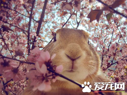 土撥鼠可以當寵物嗎 土撥鼠可以用來當寵物的