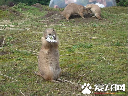 土撥鼠可以當寵物嗎 土撥鼠可以用來當寵物的