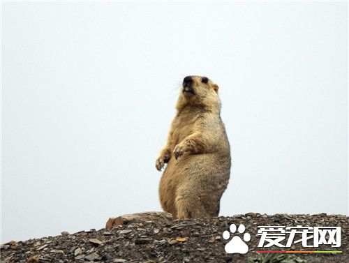 土撥鼠怎麼樣 是小型穴棲性嚙齒目動物