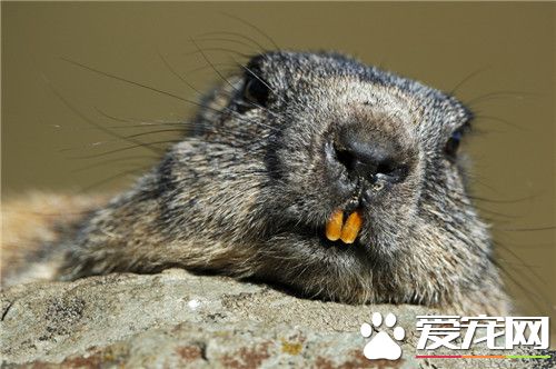 土撥鼠叫聲 土撥鼠遇到危險會大叫作為警報