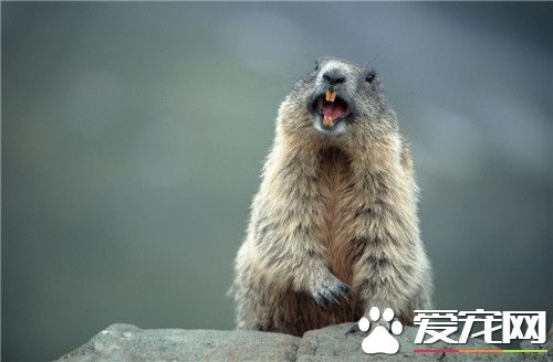 土撥鼠怎麼樣 是小型穴棲性嚙齒目動物
