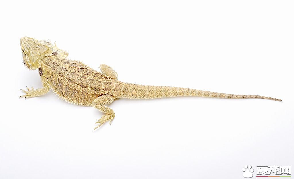 蜥蜴是脊椎動物嗎 蜥蜴也是脊椎動物的一種