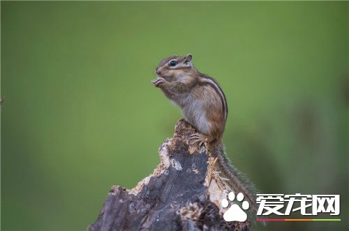 松鼠尾巴有什麼用 松鼠尾巴有加跳躍距離