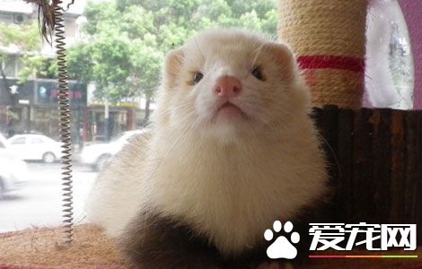 寵物貂溫度 寵物貂適宜溫度是15到25度