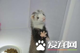 寵物貂認人嗎 寵物貂養熟了都認人的