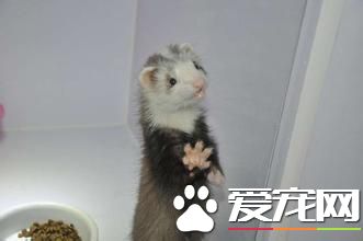 寵物貂生活習性 寵物貂頑皮活潑生性好動