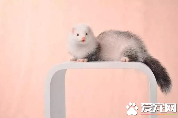 寵物貂生活習性 寵物貂頑皮活潑生性好動