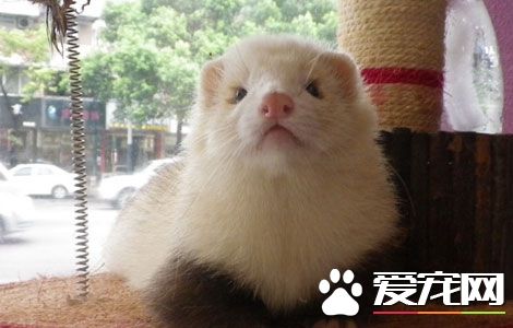 寵物貂是不是很臭 寵物貂除臭方法有哪些