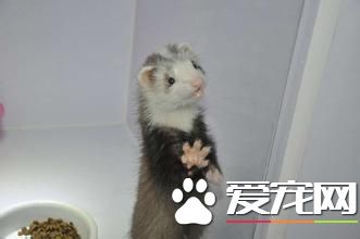 最小的寵物貂 最小寵物貂體重0.8到2千克