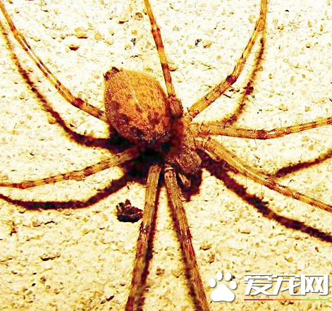 蜘蛛冬眠嗎 有一些蜘蛛是需要冬眠的