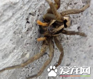 蜘蛛結網是什麼行為 蜘蛛結網是一種先天性行為