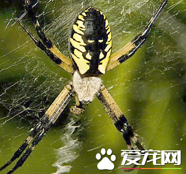 蜘蛛怕什麼味道會死 三氯殺螨醇會殺死蜘蛛