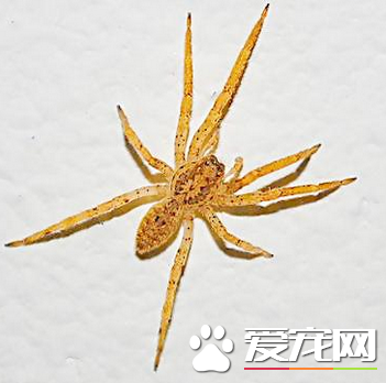 蜘蛛的死敵 寄生蜂是蜘蛛主要的天敵