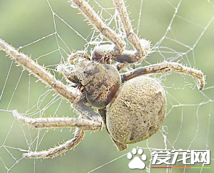 被蜘蛛咬了的症狀 用肥皂以及清水清洗傷口