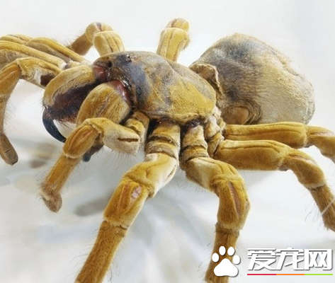 被蜘蛛咬了的症狀 用肥皂以及清水清洗傷口