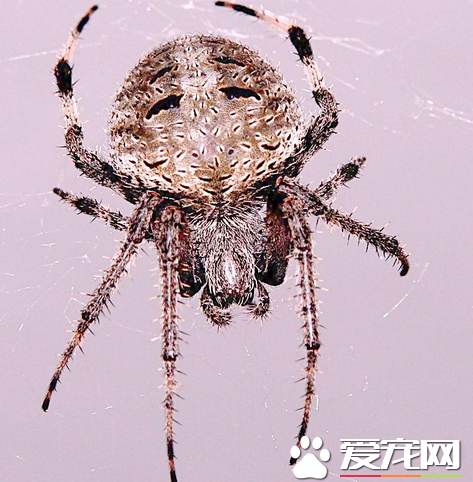 家裡最常見的蜘蛛 家中常見的蜘蛛有哪些