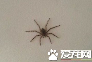 蜘蛛如何捕食 蜘蛛是怎樣捕食動物的