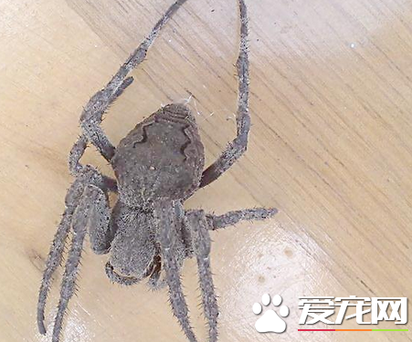 蜘蛛如何捕食 蜘蛛是怎樣捕食動物的
